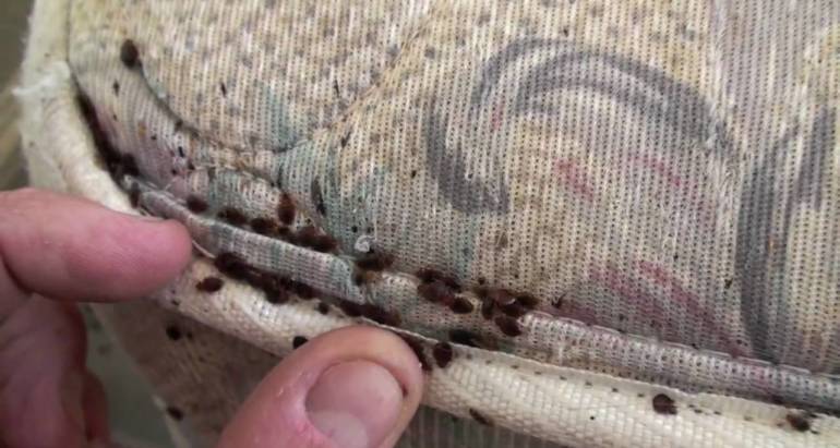 Bed Bugs And Disease – What You Didn’t Know