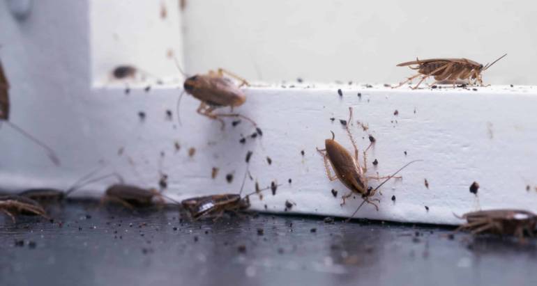 How To Clean and Evict Dangerous Insects