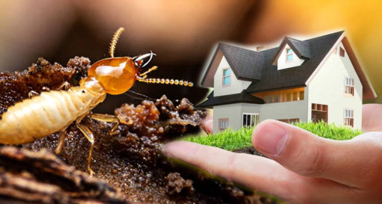 How Quickly Termites can Destroy a Home