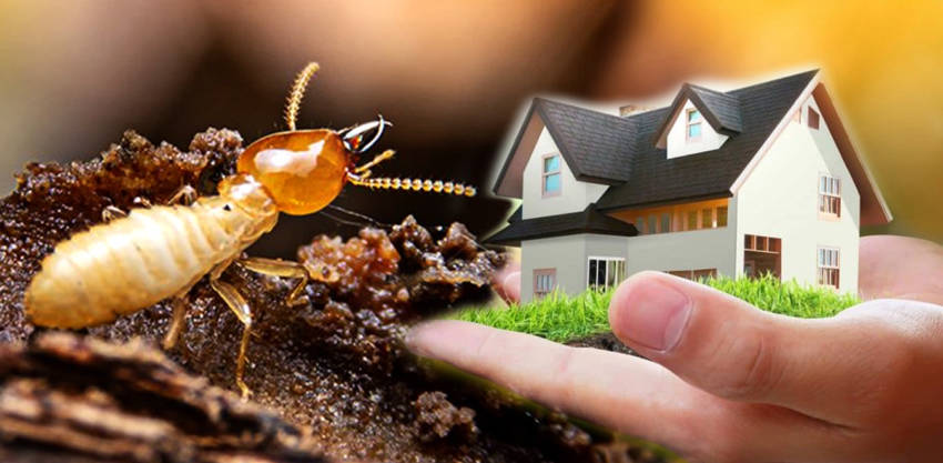 How Quickly Termites can Destroy a Home