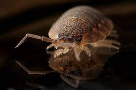 5 Things You Didn’t Know About Bedbugs