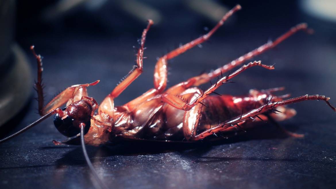 Tips to Prevent and Control Cockroaches from Your Home