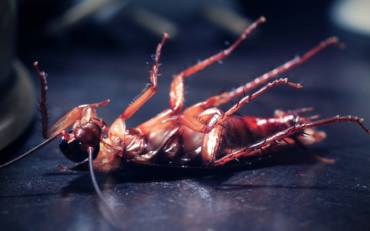 Tips to Prevent and Control Cockroaches from Your Home