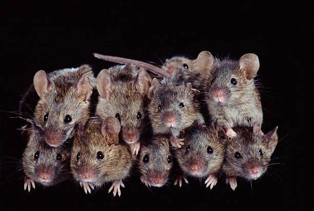 Proven Best Ways for Getting Rid of Mice