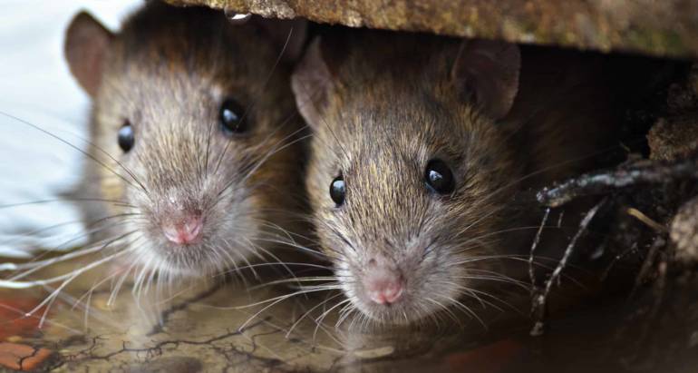 Journey of a Rodent: Why Some Areas Have More Rats