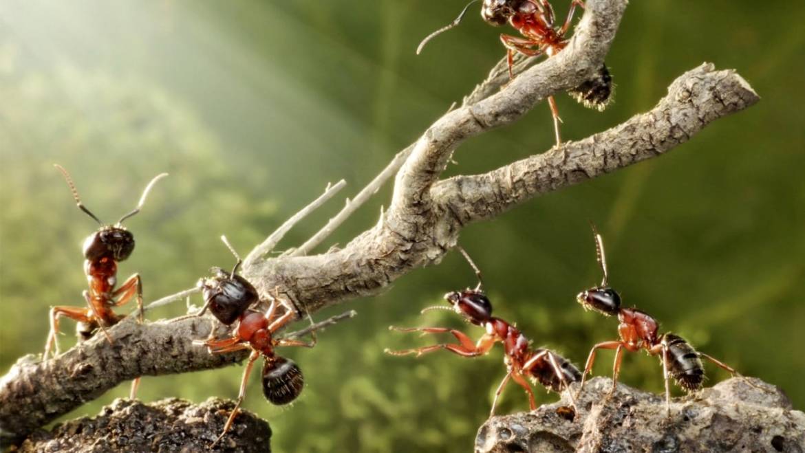 What You Need to Know About ants in Your House